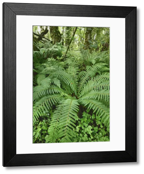 Framed Print : Fern in forest - United Kingdom, Northern Ireland, Fermanagh and Omagh, Fermanagh, Belcoo Framed Print : Fern in forest - United Kingdom, Northern Ireland, Fermanagh and Omagh, Fermanagh, Belcoo