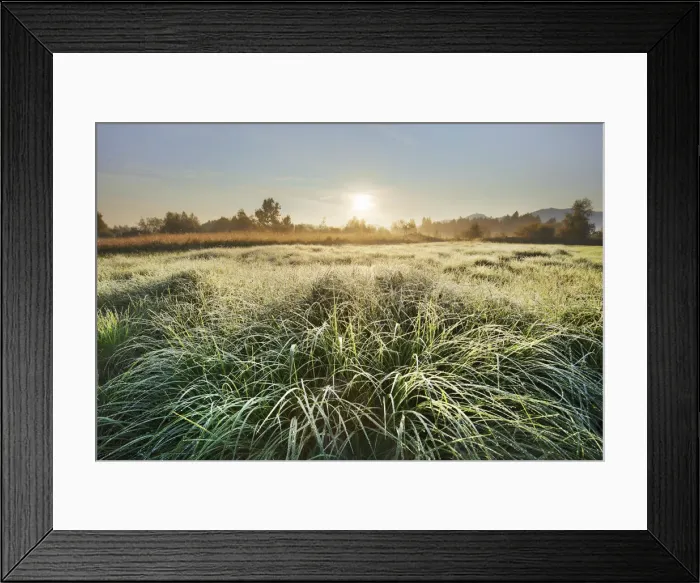 Framed Print : Moorland - Germany, Bavaria, Upper Bavaria, Bad Tolz-Wolfratshausen, Kochel, Grossweil Framed Print : Moorland - Germany, Bavaria, Upper Bavaria, Bad Tolz-Wolfratshausen, Kochel, Grossweil