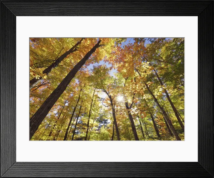 Framed Print : Deciduous forest with sugar maples in autumn colours - Canada, Ontario, Nipissing Framed Print : Deciduous forest with sugar maples in autumn colours - Canada, Ontario, Nipissing