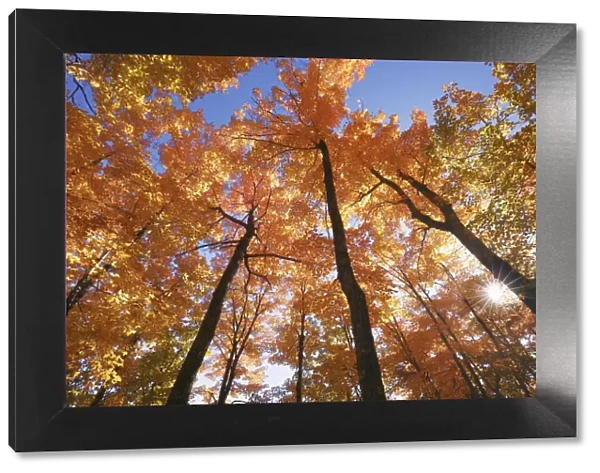 Deciduous forest with sugar maples in autumn colours - Canada, Ontario, Nipissing