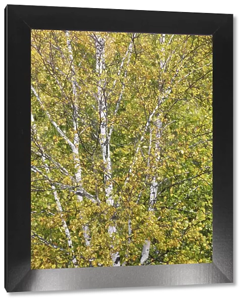 Silver birch in autumn colours - Canada, Ontario, Nipissing, Algonquin Provincial Park