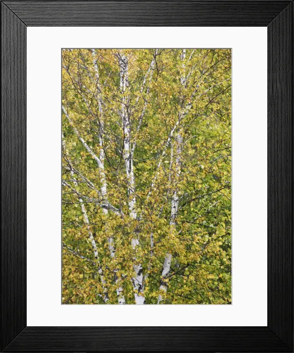 Framed Print : Silver birch in autumn colours - Canada, Ontario, Nipissing, Algonquin Provincial Park Framed Print : Silver birch in autumn colours - Canada, Ontario, Nipissing, Algonquin Provincial Park