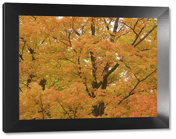 Sugar maple in autumn colours - Canada, Ontario, Nipissing, Algonquin Provincial Park