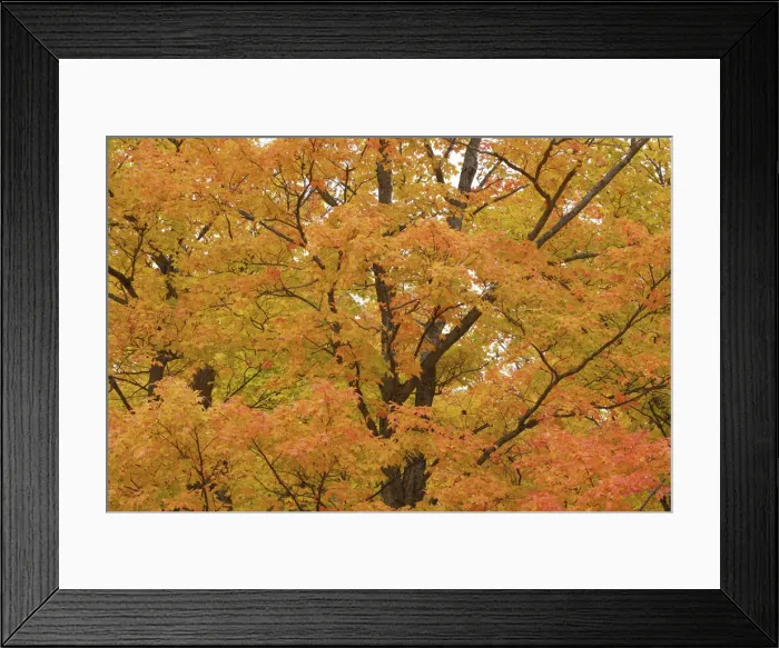 Framed Print : Sugar maple in autumn colours - Canada, Ontario, Nipissing, Algonquin Provincial Park Framed Print : Sugar maple in autumn colours - Canada, Ontario, Nipissing, Algonquin Provincial Park