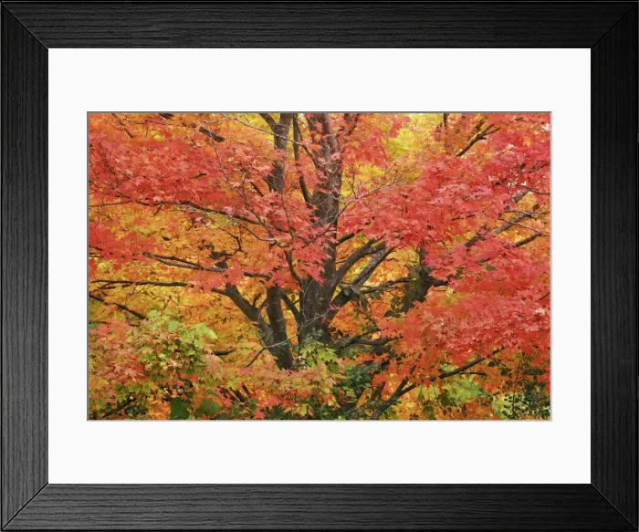 Framed Print : Sugar maple in autumn colours - Canada, Quebec, Outaouais, Gatineau Park, Parkway Sector