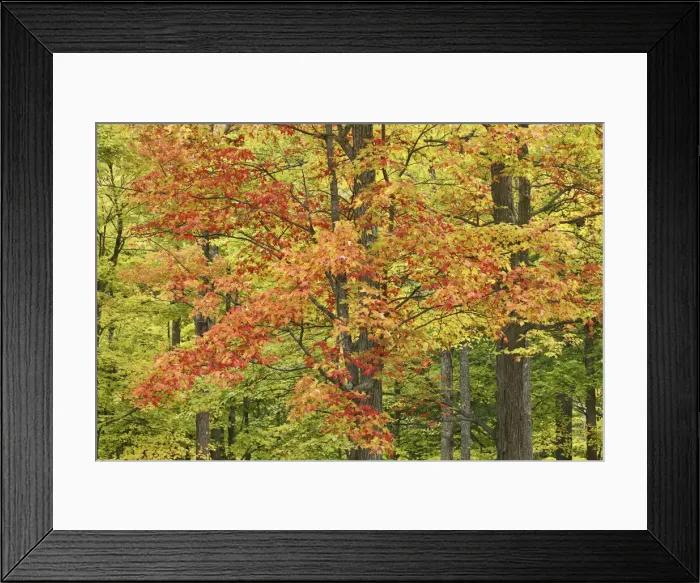 Framed Print : Sugar maple in autumn colours - Canada, Quebec, Outaouais, Gatineau Park Framed Print : Sugar maple in autumn colours - Canada, Quebec, Outaouais, Gatineau Park