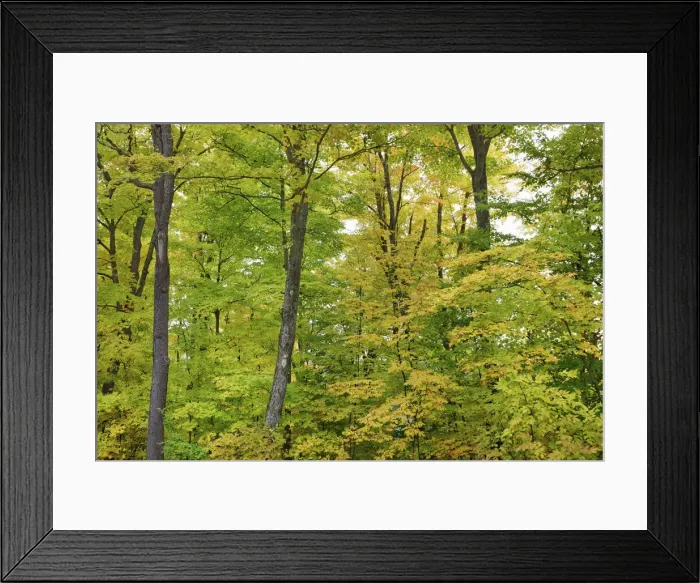 Framed Print : Deciduous forest with sugar maples in autumn colours - Canada, Quebec, Outaouais Framed Print : Deciduous forest with sugar maples in autumn colours - Canada, Quebec, Outaouais