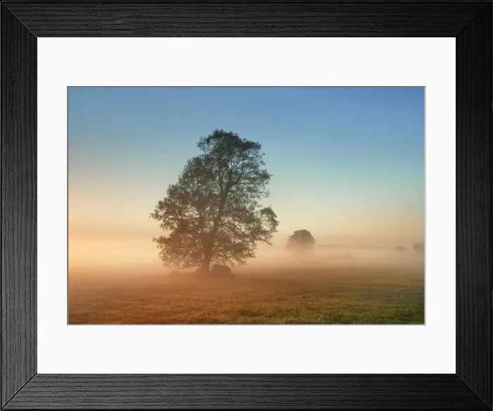Framed Print : Misty mood with common alder - Germany, Bavaria, Upper Bavaria, Furstenfeldbruck Framed Print : Misty mood with common alder - Germany, Bavaria, Upper Bavaria, Furstenfeldbruck