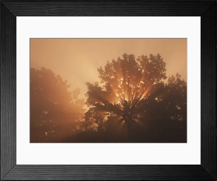 Framed Print : Misty mood in deciduous forest - Germany, Bavaria, Upper Bavaria, Rosenheim, Bad Aibling Framed Print : Misty mood in deciduous forest - Germany, Bavaria, Upper Bavaria, Rosenheim, Bad Aibling