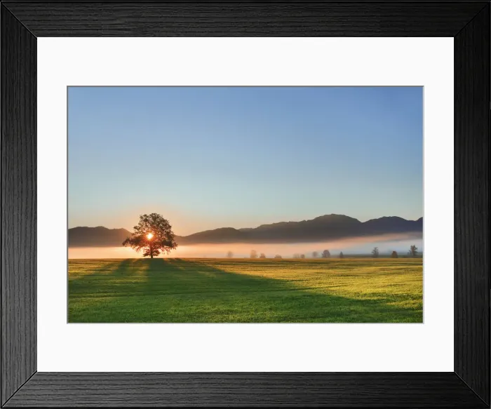 Framed Print : Sunrise impression with oak - Germany, Bavaria, Upper Bavaria, Weilheim-Schongau