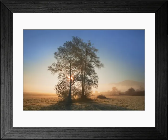 Framed Print : Misty mood with alders - Germany, Bavaria, Upper Bavaria, Bad Tolz-Wolfratshausen, Kochel Framed Print : Misty mood with alders - Germany, Bavaria, Upper Bavaria, Bad Tolz-Wolfratshausen, Kochel