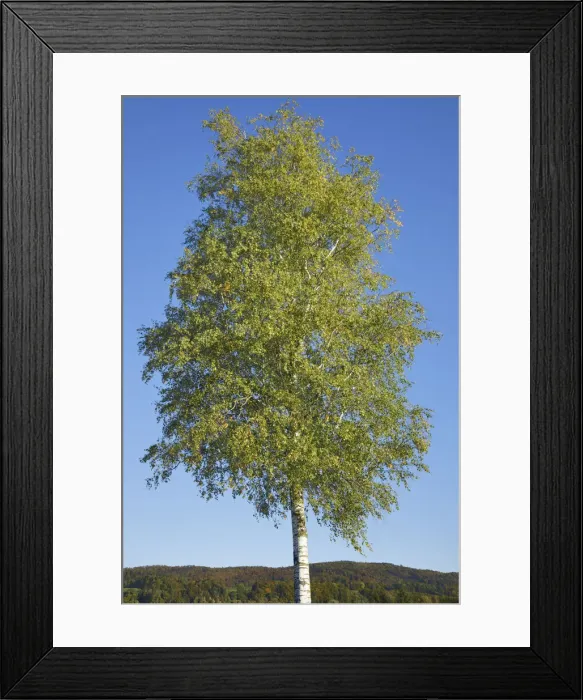Framed Print : Silver birch - Germany, Bavaria, Upper Bavaria, Bad Tolz-Wolfratshausen, Kochel Framed Print : Silver birch - Germany, Bavaria, Upper Bavaria, Bad Tolz-Wolfratshausen, Kochel