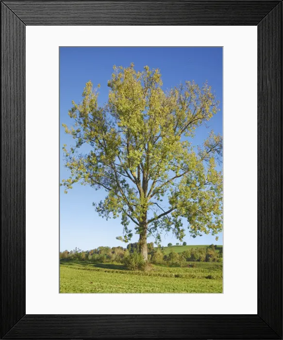 Framed Print : Poplar - Germany, Bavaria, Upper Bavaria, Weilheim-Schongau, Habach, Durnhausen Framed Print : Poplar - Germany, Bavaria, Upper Bavaria, Weilheim-Schongau, Habach, Durnhausen
