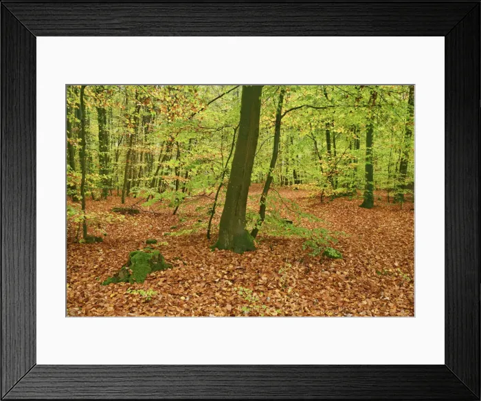 Framed Print : Beech forest - Germany, Rhineland-Palatinate, Sudwestpfalz, Rodalben Framed Print : Beech forest - Germany, Rhineland-Palatinate, Sudwestpfalz, Rodalben