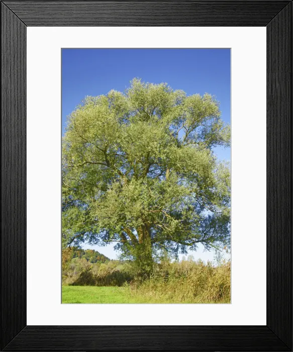 Framed Print : White willow - Germany, Bavaria, Upper Bavaria, Bad Tolz-Wolfratshausen, Kochel Framed Print : White willow - Germany, Bavaria, Upper Bavaria, Bad Tolz-Wolfratshausen, Kochel