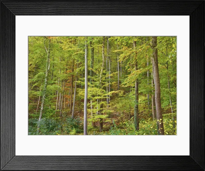 Framed Print : Beech forest - Germany, Baden-Wurttemberg, Stuttgart, Esslingen