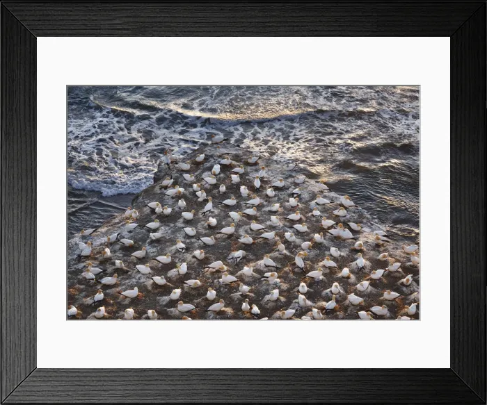 Framed Print : Bird sanctuary with australasian gannets - New Zealand, North Island, Auckland Framed Print : Bird sanctuary with australasian gannets - New Zealand, North Island, Auckland