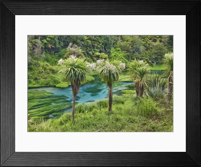 Framed Print : Cabbage tree - New Zealand, North Island, Waikato, South Waikato, Putaruru, Blue Spring Framed Print : Cabbage tree - New Zealand, North Island, Waikato, South Waikato, Putaruru, Blue Spring