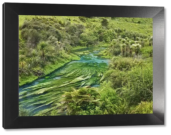 River landscape at Blue Spring - New Zealand, North Island, Waikato, South Waikato