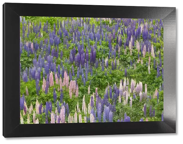 Lupine meadow - New Zealand, South Island, Otago, Central Otago, Lindis River