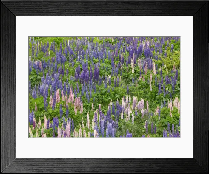 Framed Print : Lupine meadow - New Zealand, South Island, Otago, Central Otago, Lindis River