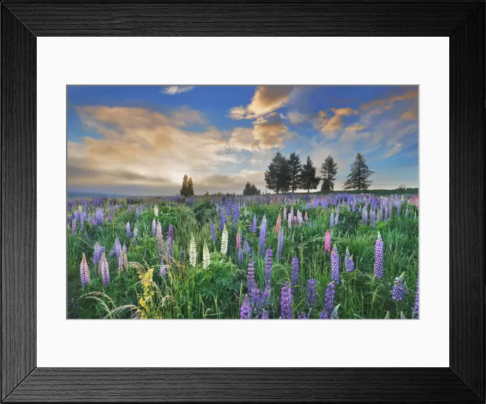 Framed Print : Lupine meadow - New Zealand, South Island, Canterbury, Mackenzie, Lake Tekapo Framed Print : Lupine meadow - New Zealand, South Island, Canterbury, Mackenzie, Lake Tekapo