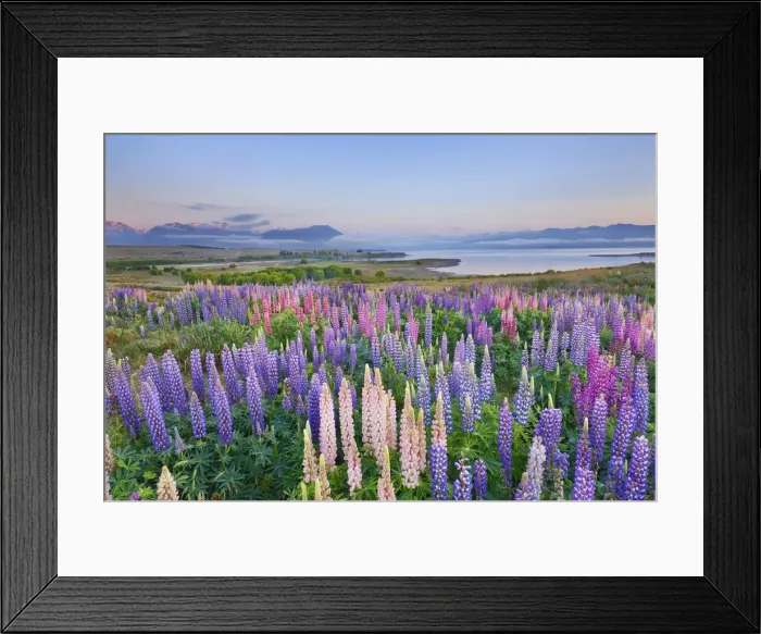Framed Print : Lupine meadow - New Zealand, South Island, Canterbury, Mackenzie, Lake Tekapo Framed Print : Lupine meadow - New Zealand, South Island, Canterbury, Mackenzie, Lake Tekapo