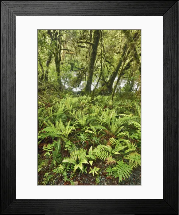 Framed Print : Temperate rainforest with ferns - New Zealand, South Island, Southland, Fiordland Framed Print : Temperate rainforest with ferns - New Zealand, South Island, Southland, Fiordland