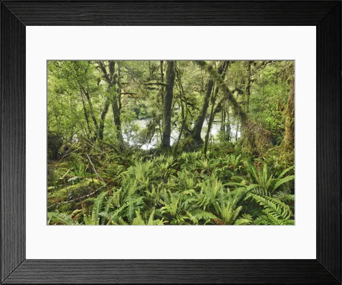 Framed Print : Temperate rainforest with ferns - New Zealand, South Island, Southland, Fiordland Framed Print : Temperate rainforest with ferns - New Zealand, South Island, Southland, Fiordland