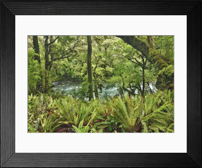 Framed Print : Temperate rainforest with ferns - New Zealand, South Island, Southland, Fiordland