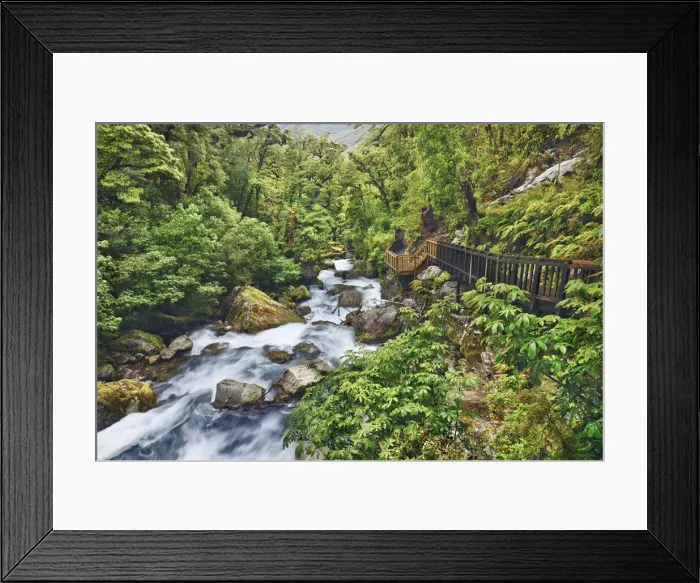Framed Print : Temperate rainforest with brook - New Zealand, South Island, Southland, Fiordland Framed Print : Temperate rainforest with brook - New Zealand, South Island, Southland, Fiordland