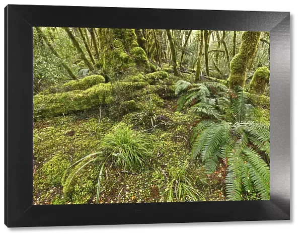 Temperate rainforest with ferns and mosses - New Zealand, South Island, Southland