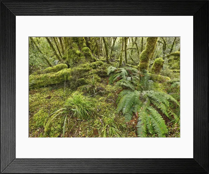 Framed Print : Temperate rainforest with ferns and mosses - New Zealand, South Island, Southland Framed Print : Temperate rainforest with ferns and mosses - New Zealand, South Island, Southland