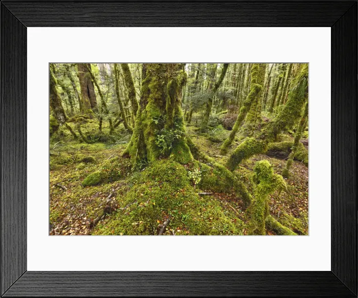 Framed Print : Temperate rainforest overgrown with mosses - New Zealand, South Island, Southland Framed Print : Temperate rainforest overgrown with mosses - New Zealand, South Island, Southland