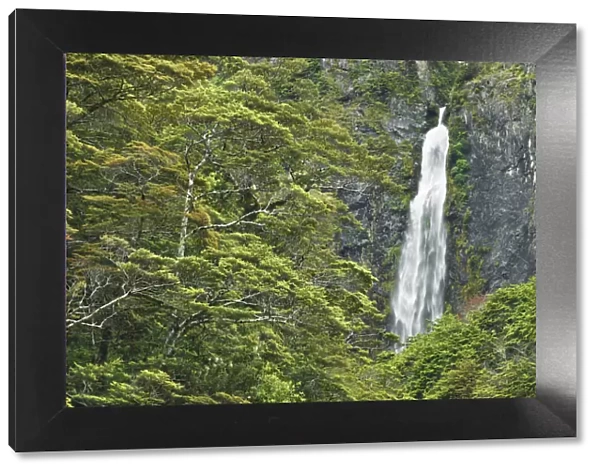 Waterfall in temperate rainforest - New Zealand, South Island, Canterbury, Selwyn