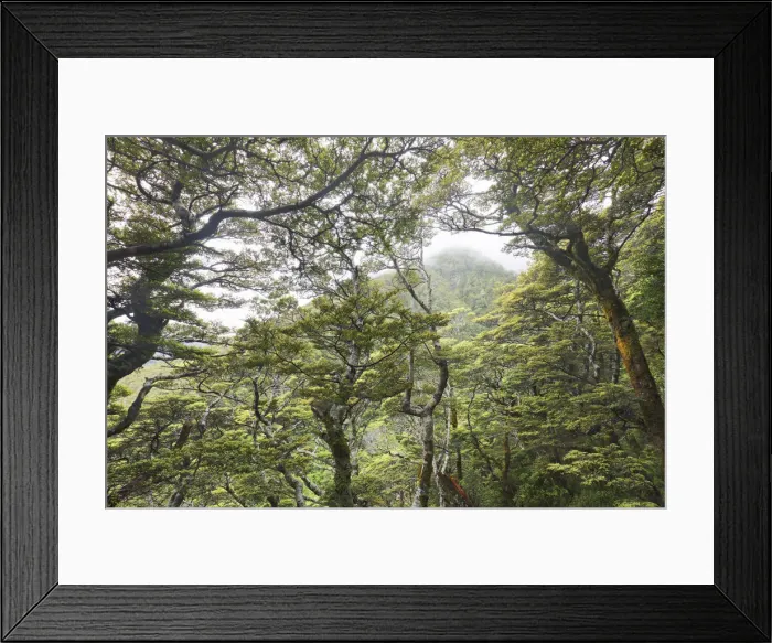 Framed Print : Temperate rainforest - New Zealand, South Island, Canterbury, Selwyn Framed Print : Temperate rainforest - New Zealand, South Island, Canterbury, Selwyn