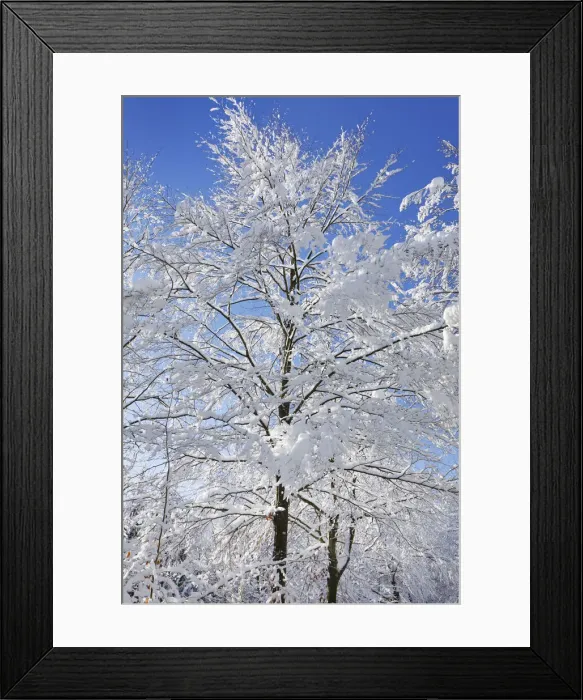 Framed Print : European beech snow covered in winter - Germany, Bavaria, Upper Bavaria, Munich Framed Print : European beech snow covered in winter - Germany, Bavaria, Upper Bavaria, Munich