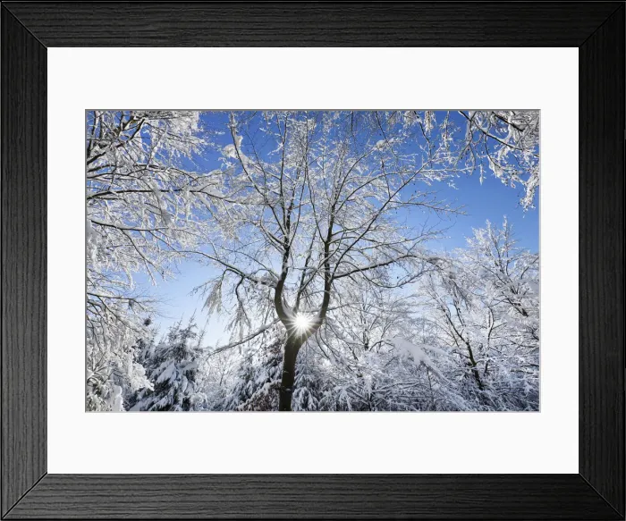 Framed Print : Beech forest snow covered in winter - Germany, Bavaria, Upper Bavaria, Munich, Sauerlach Framed Print : Beech forest snow covered in winter - Germany, Bavaria, Upper Bavaria, Munich, Sauerlach