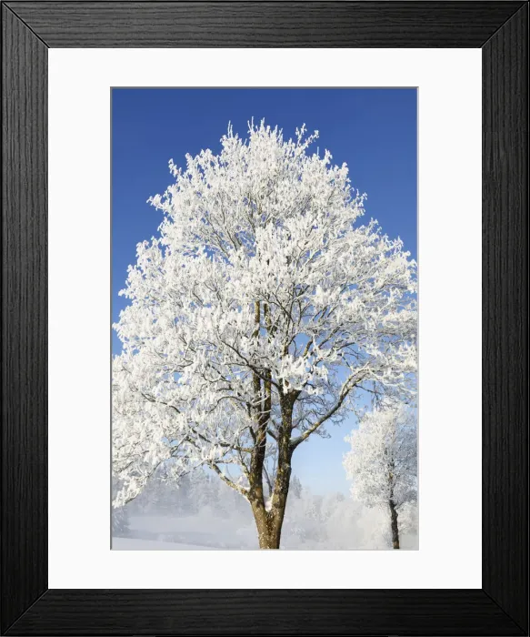 Framed Print : Norway maple with hoar frost in winter - Germany, Bavaria, Upper Bavaria Framed Print : Norway maple with hoar frost in winter - Germany, Bavaria, Upper Bavaria