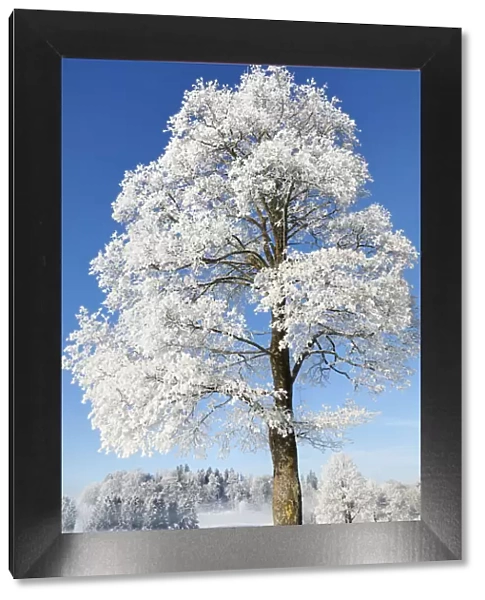 Norway maple with hoar frost in winter - Germany, Bavaria, Upper Bavaria