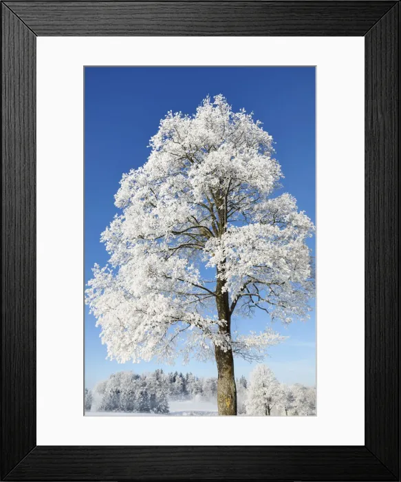 Framed Print : Norway maple with hoar frost in winter - Germany, Bavaria, Upper Bavaria Framed Print : Norway maple with hoar frost in winter - Germany, Bavaria, Upper Bavaria