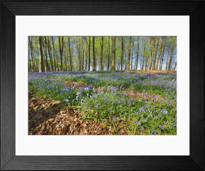 Framed Print : Beech forest with bluebells - Germany, North Rhine-Westphalia, Cologne, Duren, Linnich Framed Print : Beech forest with bluebells - Germany, North Rhine-Westphalia, Cologne, Duren, Linnich