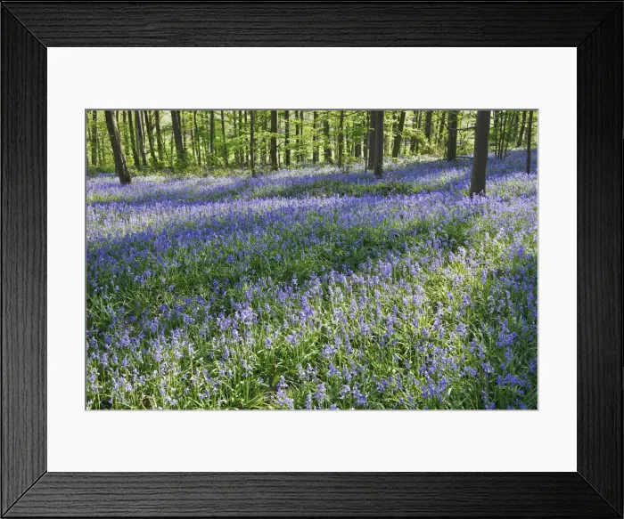 Framed Print : Common bluebell in beech forest - Germany, North Rhine-Westphalia, Cologne, Duren Framed Print : Common bluebell in beech forest - Germany, North Rhine-Westphalia, Cologne, Duren