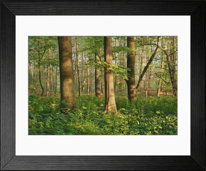 Framed Print : Floodplain forest - Germany, North Rhine-Westphalia, Cologne, Duren, Linnich, Flossdorf