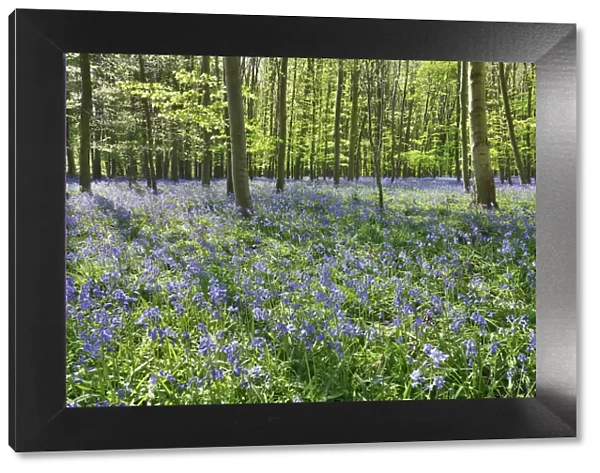 Beech forest with bluebells - Germany, North Rhine-Westphalia, Cologne, Duren, Linnich