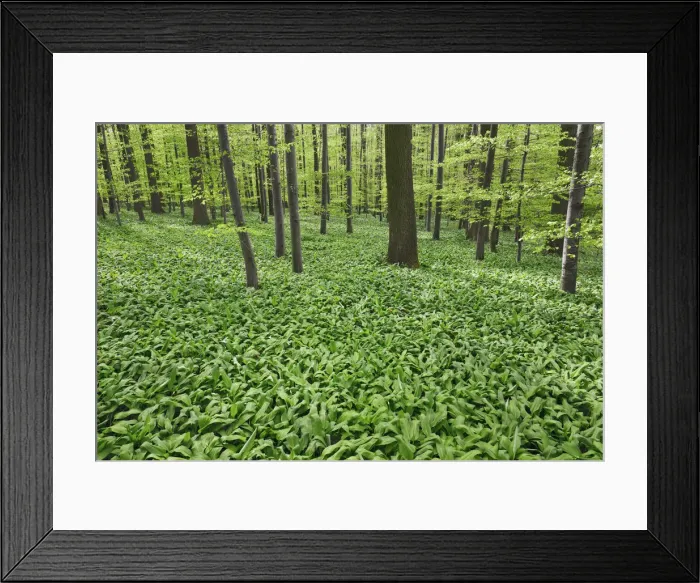 Framed Print : Beech forest with bear garlic - Germany, Baden-Wurttemberg, Stuttgart, Esslingen Framed Print : Beech forest with bear garlic - Germany, Baden-Wurttemberg, Stuttgart, Esslingen