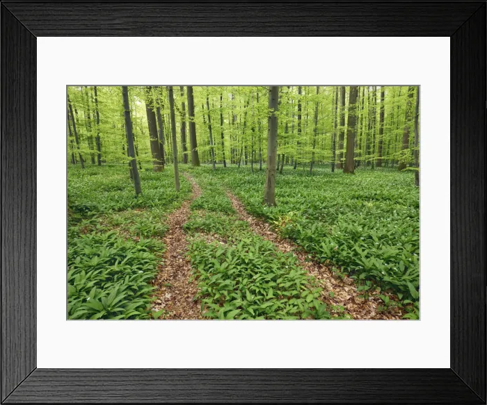Framed Print : Hiking trail in beech forest with bear garlic - Germany, Baden-Wurttemberg, Stuttgart Framed Print : Hiking trail in beech forest with bear garlic - Germany, Baden-Wurttemberg, Stuttgart