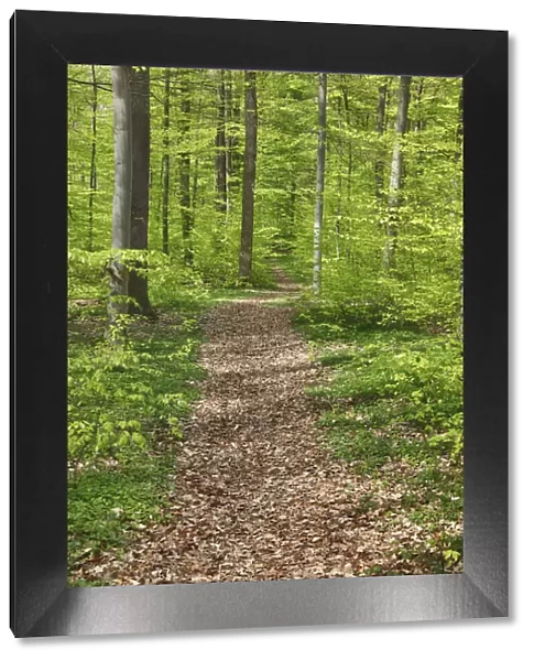 Hiking trail in beech forest - Germany, Baden-Wurttemberg, Stuttgart, Esslingen