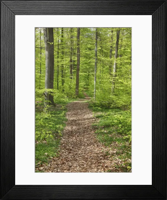 Framed Print : Hiking trail in beech forest - Germany, Baden-Wurttemberg, Stuttgart, Esslingen Framed Print : Hiking trail in beech forest - Germany, Baden-Wurttemberg, Stuttgart, Esslingen