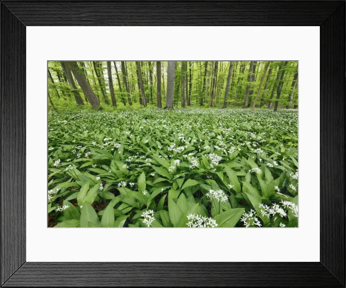 Framed Print : Bear garlic in beech forest - Germany, Baden-Wurttemberg, Tubingen, Reutlingen, Metzingen Framed Print : Bear garlic in beech forest - Germany, Baden-Wurttemberg, Tubingen, Reutlingen, Metzingen